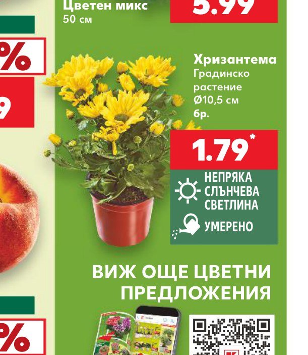 Хризантема Градинско растение Ø10,5 см 6 бр – Кауфланд