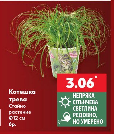 Котешка трева Стайно растение Ø12 см бр - Кауфланд