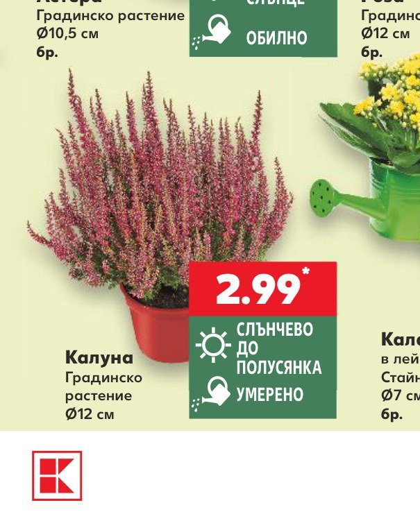 Калуна Градинско растение Ø12 см – Кауфланд
