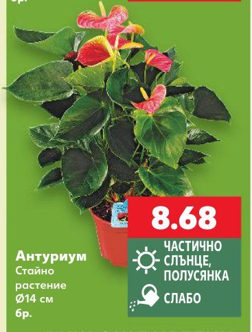 Антуриум Стайно растение Ø14 см 6 бр - Кауфланд