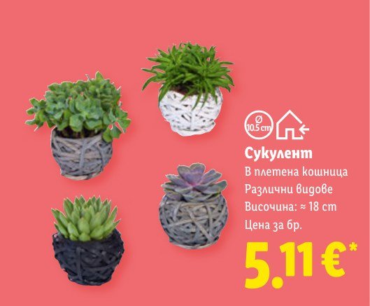 Сукулент - Лидл