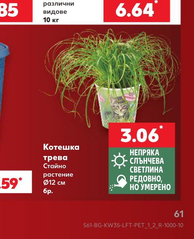 Котешка трева – Кауфланд