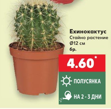 Ехинокактус - Кауфланд