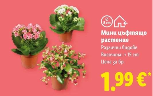 Мини цъфтящо растение - Лидл