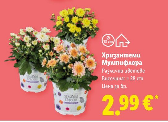 Хризантеми Мултифлора – Лидл