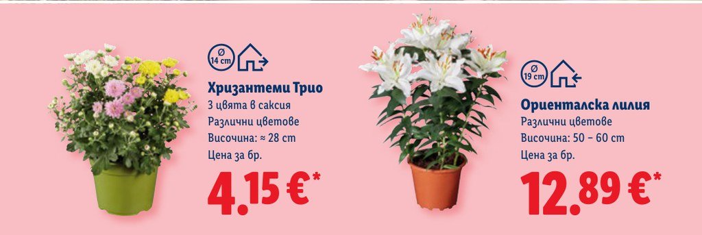 Хризантеми Трио - Лидл
