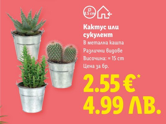 Кактус или сукулент - Лидл