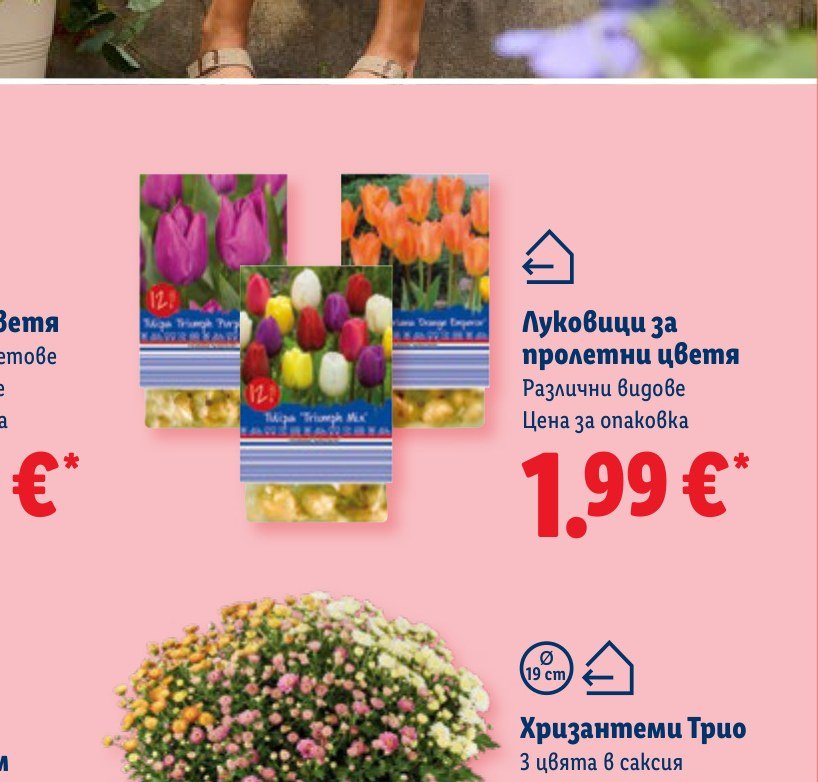 Луковици за пролетни цветя – Лидл