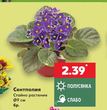 Сентполия - Кауфланд