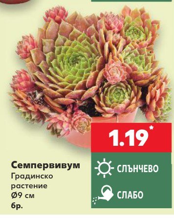 Семпервивум - Кауфланд