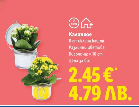 Каланхое - Лидл