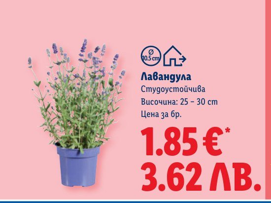 Лавандула - Лидл