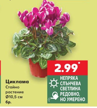 Циклама - Кауфланд