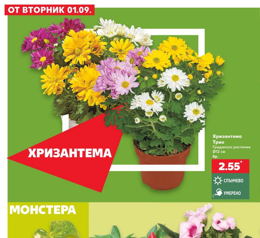 Хризантема Трио – Кауфланд