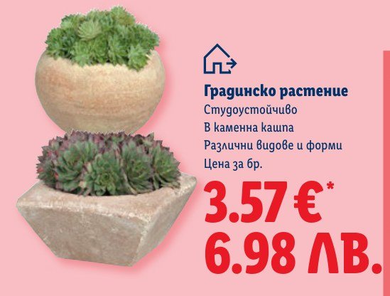 Градинско растение - Лидл