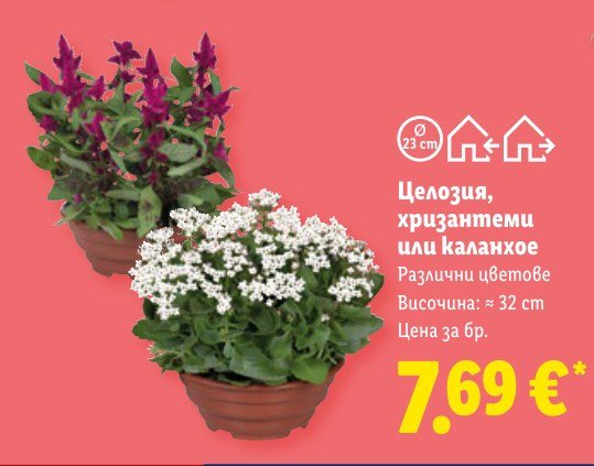 Целозия, хризантеми или каланхое - Лидл
