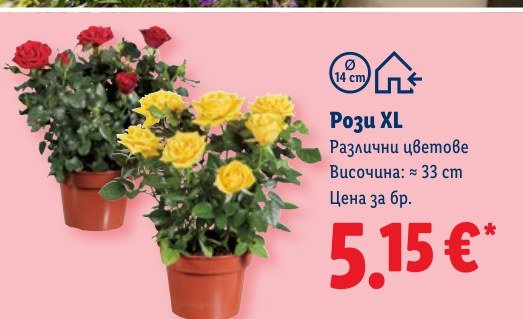 Рози XL - Лидл