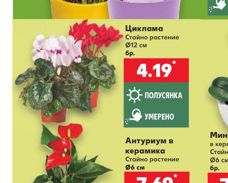 Циклама - Кауфланд