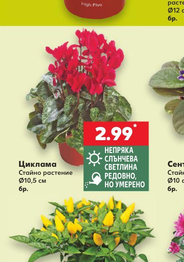 Циклама - Кауфланд