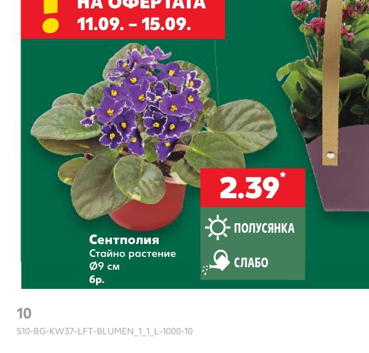 Сентполия - Кауфланд