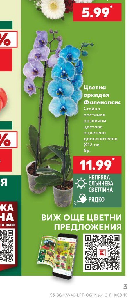 Цветна орхидея Фаленопсис - Кауфланд