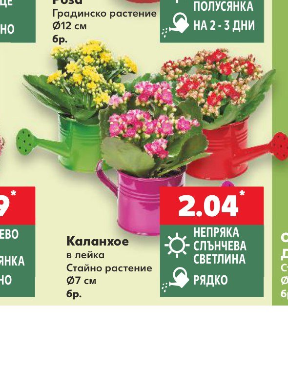 Каланхое в лейка - Кауфланд