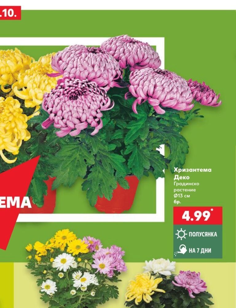 Хризантема Деко Градинско растение Ø13 см 6 бр - Кауфланд
