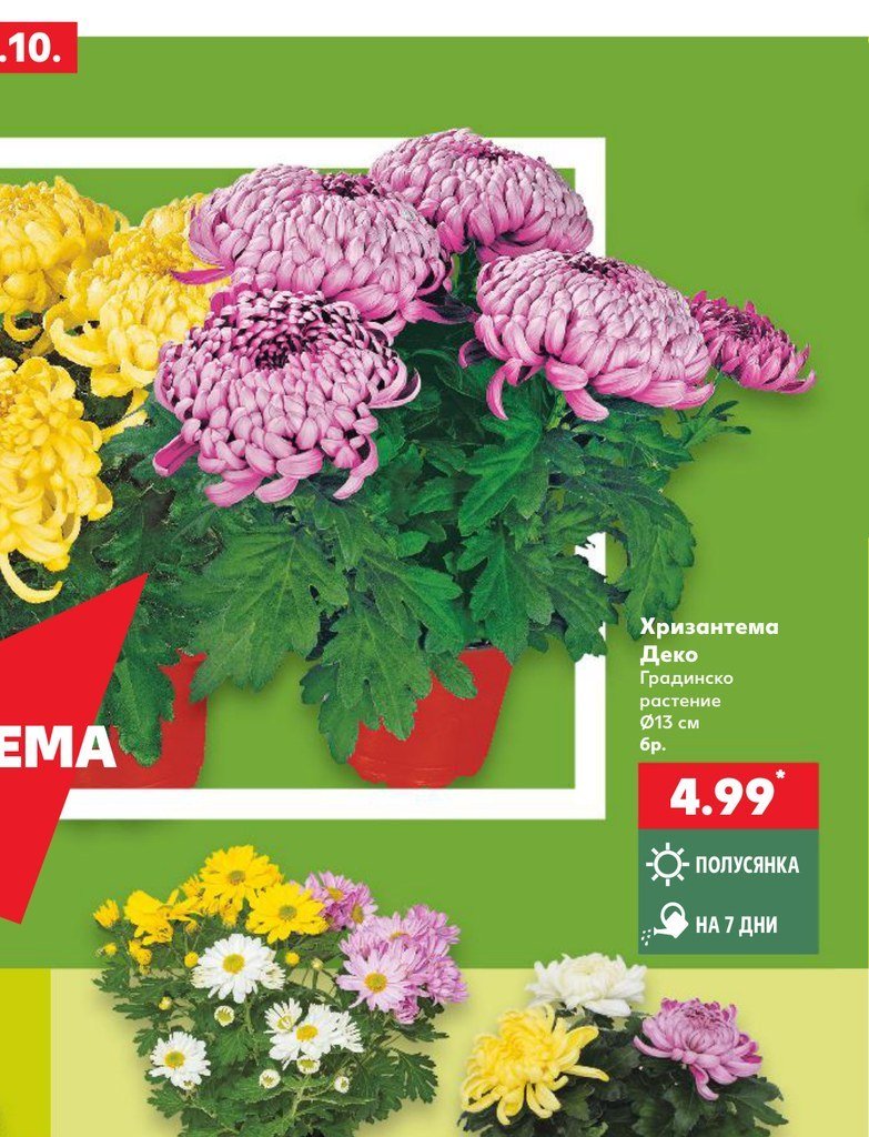 Хризантема Деко Градинско растение Ø13 см 6 бр - Кауфланд