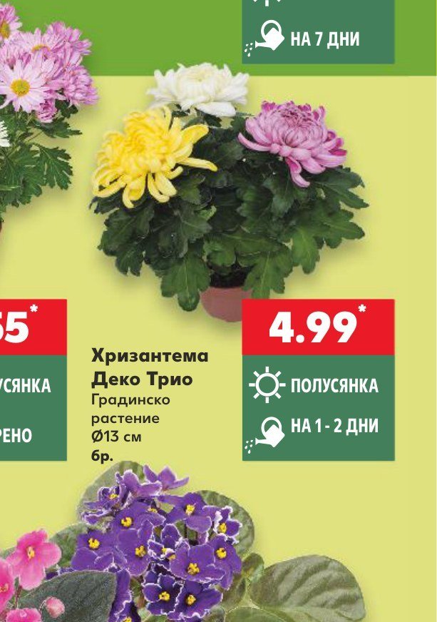 Хризантема Деко Трио - Кауфланд