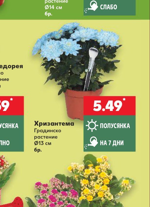 Хризантема Градинско растение Ø13 см 6 бр - Кауфланд