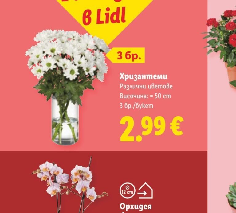Хризантеми 3 бр./букет - Лидл