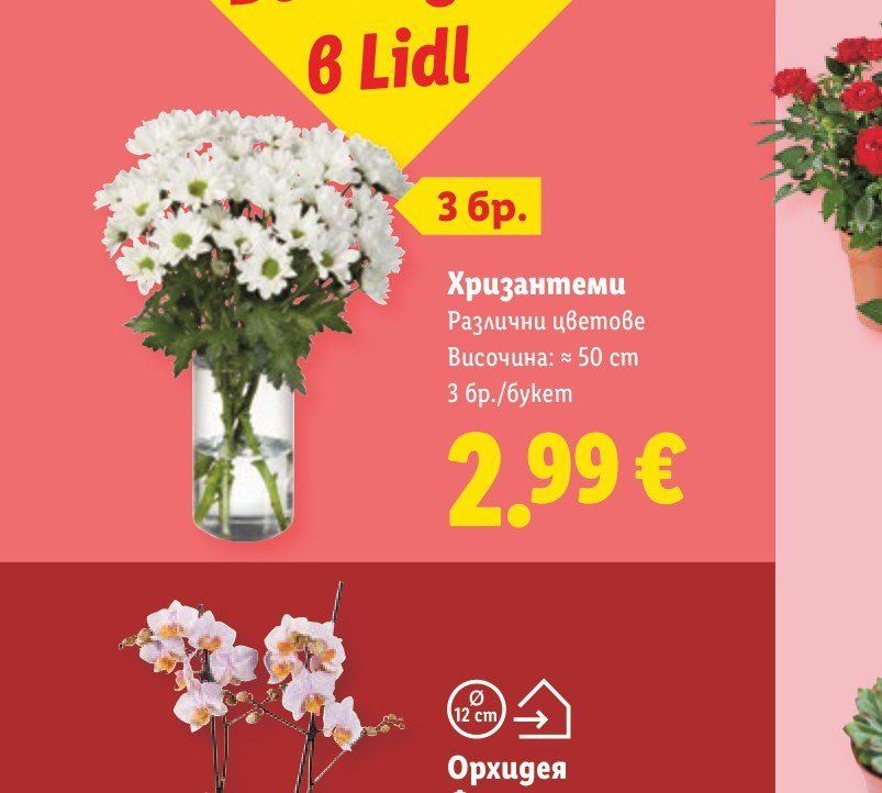 Хризантеми 3 бр./букет - Лидл
