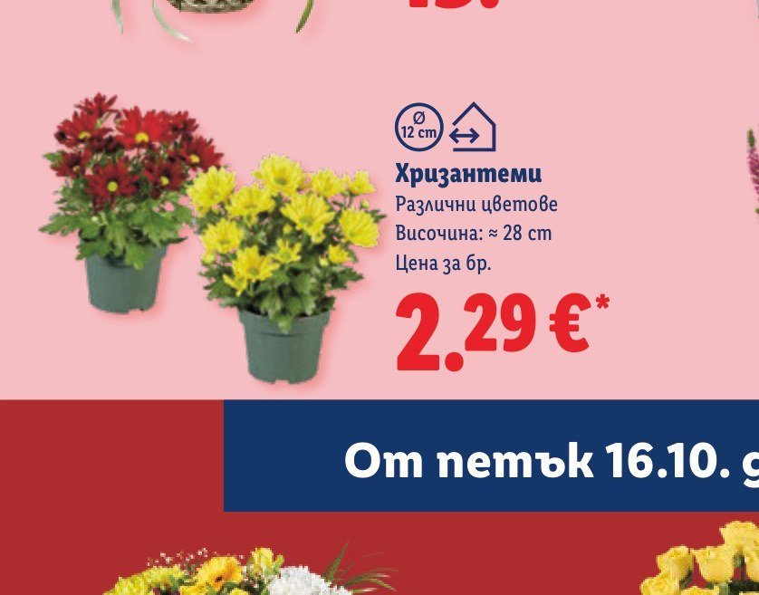 Хризантеми Различни цветове Височина: ≈ 28 cm - Лидл