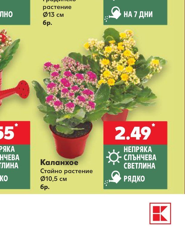 Каланхое Стайно растение Ø10,5 см - Кауфланд