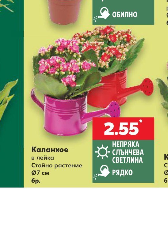 Каланхое в лейка Стайно растение Ø7 см бр - Кауфланд
