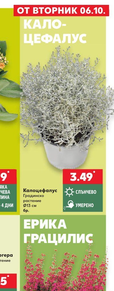 Калоцефалус Градинско растение Ø13 см бр - Кауфланд