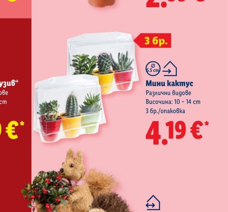 Мини кактус Различни видове Височина: 10 - 14 cm 3 бр./опаковка - Лидл