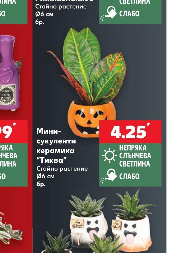 Мини-сукуленти керамика "Тиква" - Кауфланд