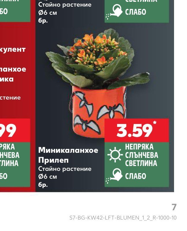 Миникаланхое Прилеп Ø6 см, 6 бр - Кауфланд