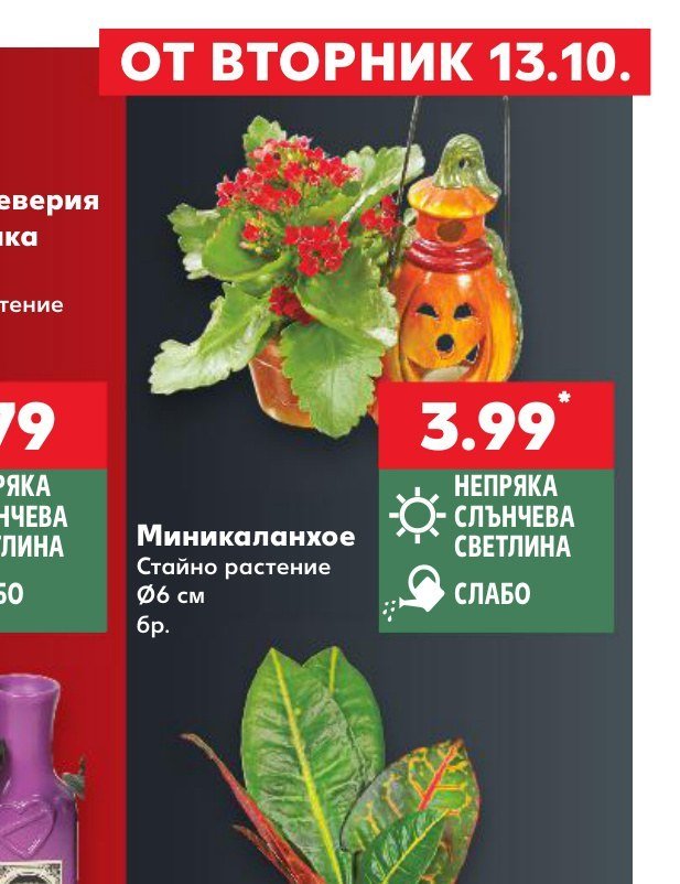 Миникаланхое Стайно растение Ø6 см бр - Кауфланд