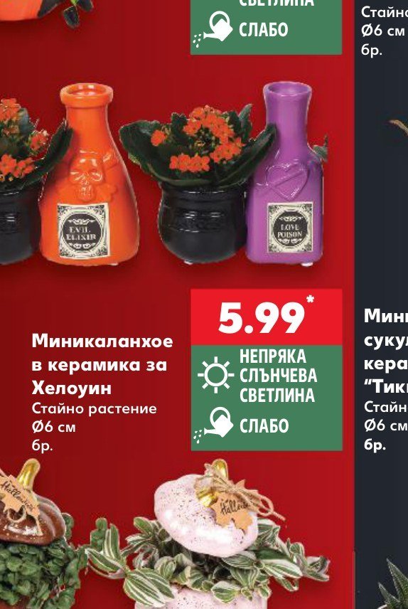 Миникаланхое в керамика за Хелоуин - Кауфланд