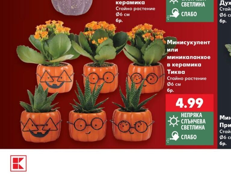 Минисукулент или миникаланхое в керамика Тиква - Кауфланд