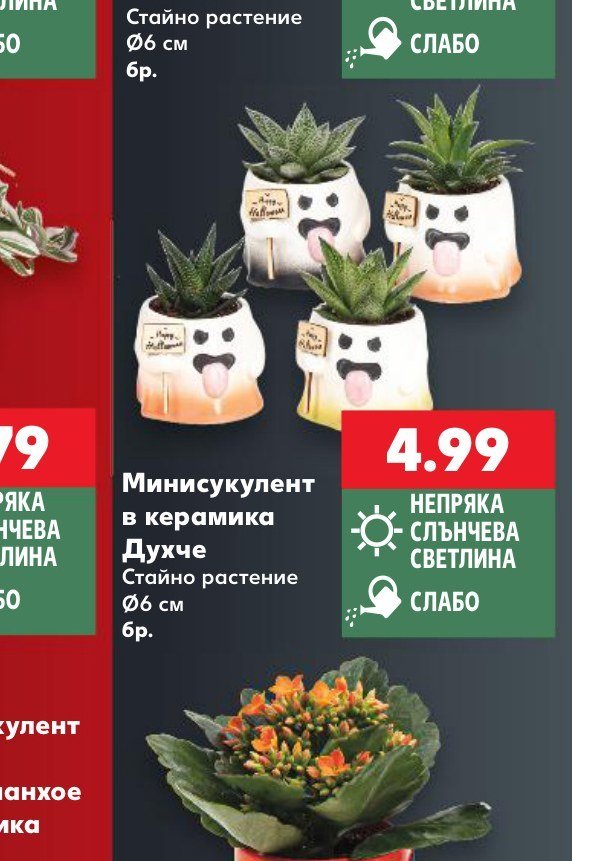 Минисукулент в керамика Духче Стайно растение Ø6 см 6 бр - Кауфланд