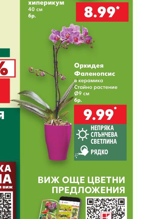Орхидея Фаленопсис в керамика Стайно растение Ø9 см бр - Кауфланд